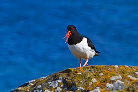 Attēlu rezultāti vaicājumam “Haematopus ostralegus adult”