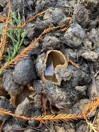 Attēlu rezultāti vaicājumam “Peziza vesiculosa”