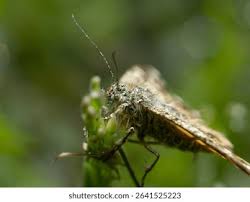 Attēlu rezultāti vaicājumam “Archiearis parthenias”