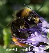 Attēlu rezultāti vaicājumam “Bombus lapidarius”