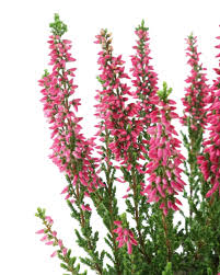 Attēlu rezultāti vaicājumam “Calluna vulgaris fruit”