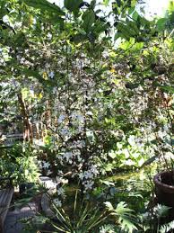 Attēlu rezultāti vaicājumam “Lamproderma columbinum young”