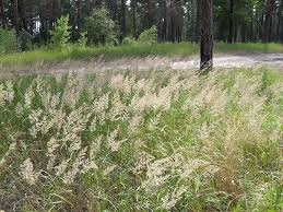 Attēlu rezultāti vaicājumam “Calamagrostis epigeios”