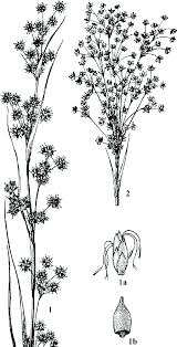 Attēlu rezultāti vaicājumam “Cladium mariscus fruit”