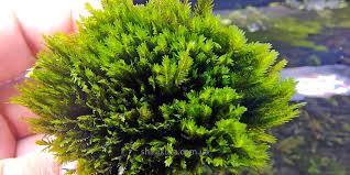 Attēlu rezultāti vaicājumam “Fissidens arnoldii macro”