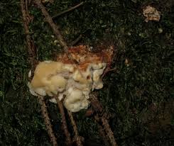 Attēlu rezultāti vaicājumam “Sarcoporia polyspora”