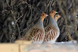 Attēlu rezultāti vaicājumam “Perdix perdix”