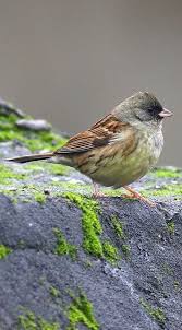 Image result for Emberiza spodocephala