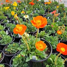 Image result for Papaver nudicaule