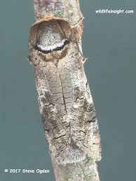 Attēlu rezultāti vaicājumam “Cossus cossus”