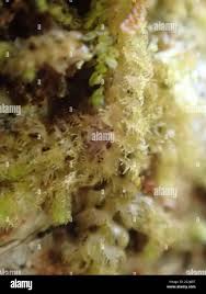 Attēlu rezultāti vaicājumam “Ptilidium pulcherrimum”