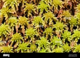 Attēlu rezultāti vaicājumam “Sphagnum capillifolium”