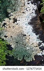 Attēlu rezultāti vaicājumam “Hypocrea gelatinosa”