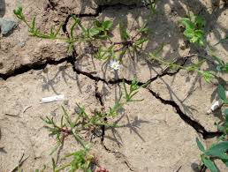 Attēlu rezultāti vaicājumam “Spergularia marina bud”