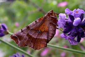 Attēlu rezultāti vaicājumam “Selenia dentaria larva”