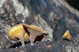 Attēlu rezultāti vaicājumam “Rutstroemia firma”