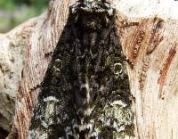 Attēlu rezultāti vaicājumam “Craniophora ligustri imago”