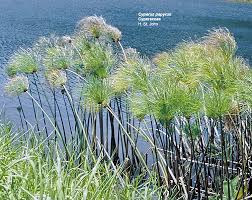 Attēlu rezultāti vaicājumam “Cyperaceae”