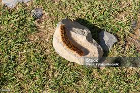 Attēlu rezultāti vaicājumam “Lasiocampa quercus”