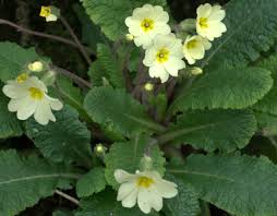 Attēlu rezultāti vaicājumam “Primula veris var. rubra flower”