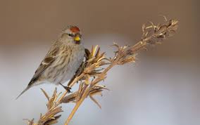 Attēlu rezultāti vaicājumam “Carduelis flammea female”