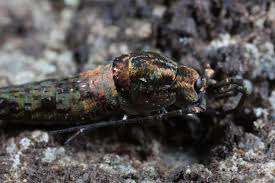 Attēlu rezultāti vaicājumam “Machilidae”