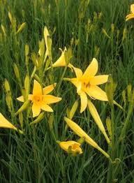 Attēlu rezultāti vaicājumam “Hemerocallis lilioasphodelus”