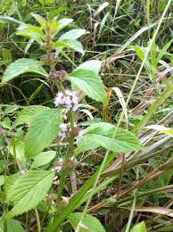 Attēlu rezultāti vaicājumam “Mentha x verticillata”