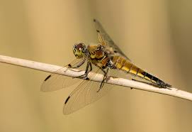 Attēlu rezultāti vaicājumam “Libellula quadrimaculata”