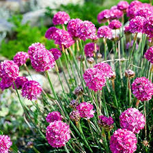 Attēlu rezultāti vaicājumam “Armeria vulgaris flower”