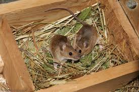 Attēlu rezultāti vaicājumam “Apodemus flavicollis”