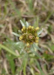 Attēlu rezultāti vaicājumam “Gnaphalium sylvaticum bud”