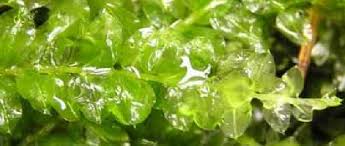 Attēlu rezultāti vaicājumam “Plagiomnium affine”