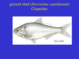 Image result for Dorosoma cepedianum