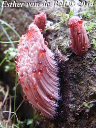 Attēlu rezultāti vaicājumam “Badhamia macrocarpa macro”