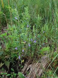 Attēlu rezultāti vaicājumam “Scutellaria galericulata leaf”