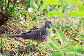 Attēlu rezultāti vaicājumam “Columbiformes”