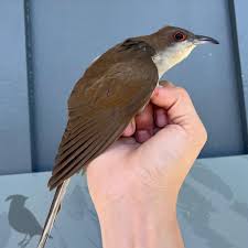 Image result for Coccyzus erythropthalmus