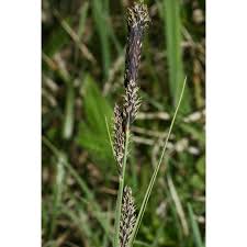 Attēlu rezultāti vaicājumam “Carex hartmanii”