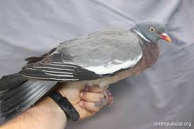 Image result for Columba palumbus