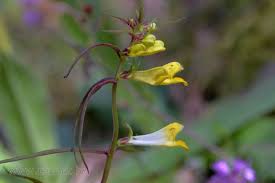 Attēlu rezultāti vaicājumam “Melampyrum pratense flower”
