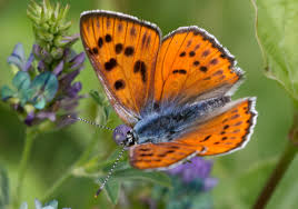 Attēlu rezultāti vaicājumam “Lycaena alciphron”