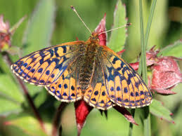 Attēlu rezultāti vaicājumam “Boloria aquilonaris underside”
