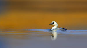 Attēlu rezultāti vaicājumam “Mergus albellus”