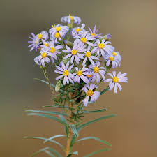 Attēlu rezultāti vaicājumam “Lycogala cf. oleocrystalliferum”