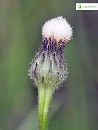 Attēlu rezultāti vaicājumam “Hypochaeris maculata leaf”