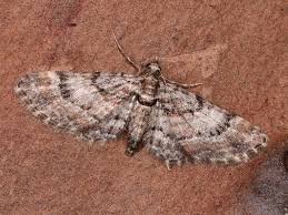 Attēlu rezultāti vaicājumam “Gymnoscelis rufifasciata”