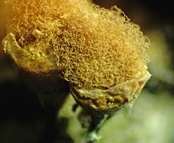 Attēlu rezultāti vaicājumam “Amaurochaete fusiformis macro”