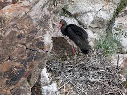 Attēlu rezultāti vaicājumam “Ciconia nigra nest”