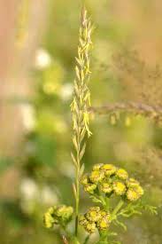 Attēlu rezultāti vaicājumam “Elytrigia repens flower”